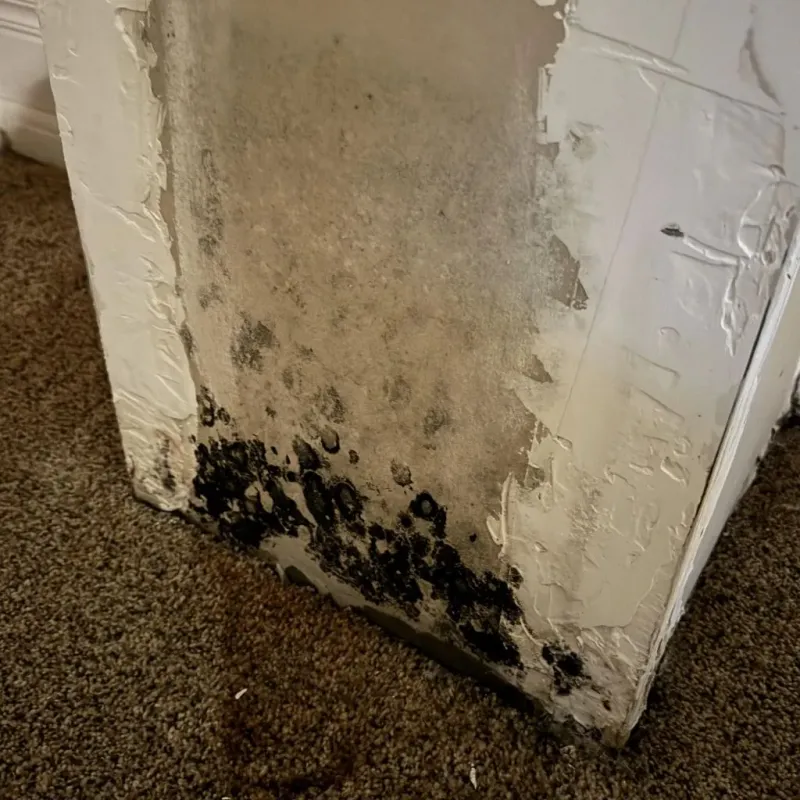 Professional Mold Removal in Milford, IL